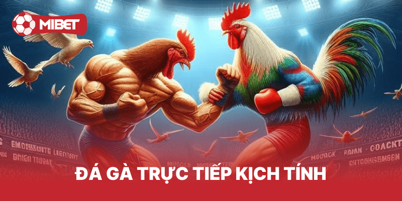 Đá gà trực tiếp kịch tính